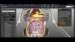 The Human Digestive System.