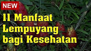 BUBUK TERBAIK LEMPUYANG KERING/PUYANG/REMPUYANG-500 GRAM