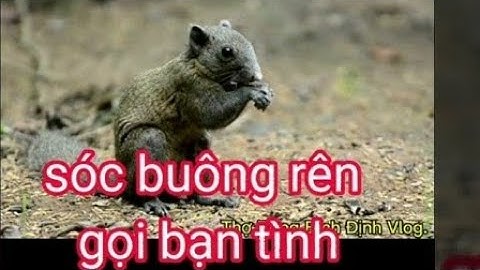 Tiếng Sóc bông gọi bầy mua  giao phối cho anh e đi bẩy và săn bắn.