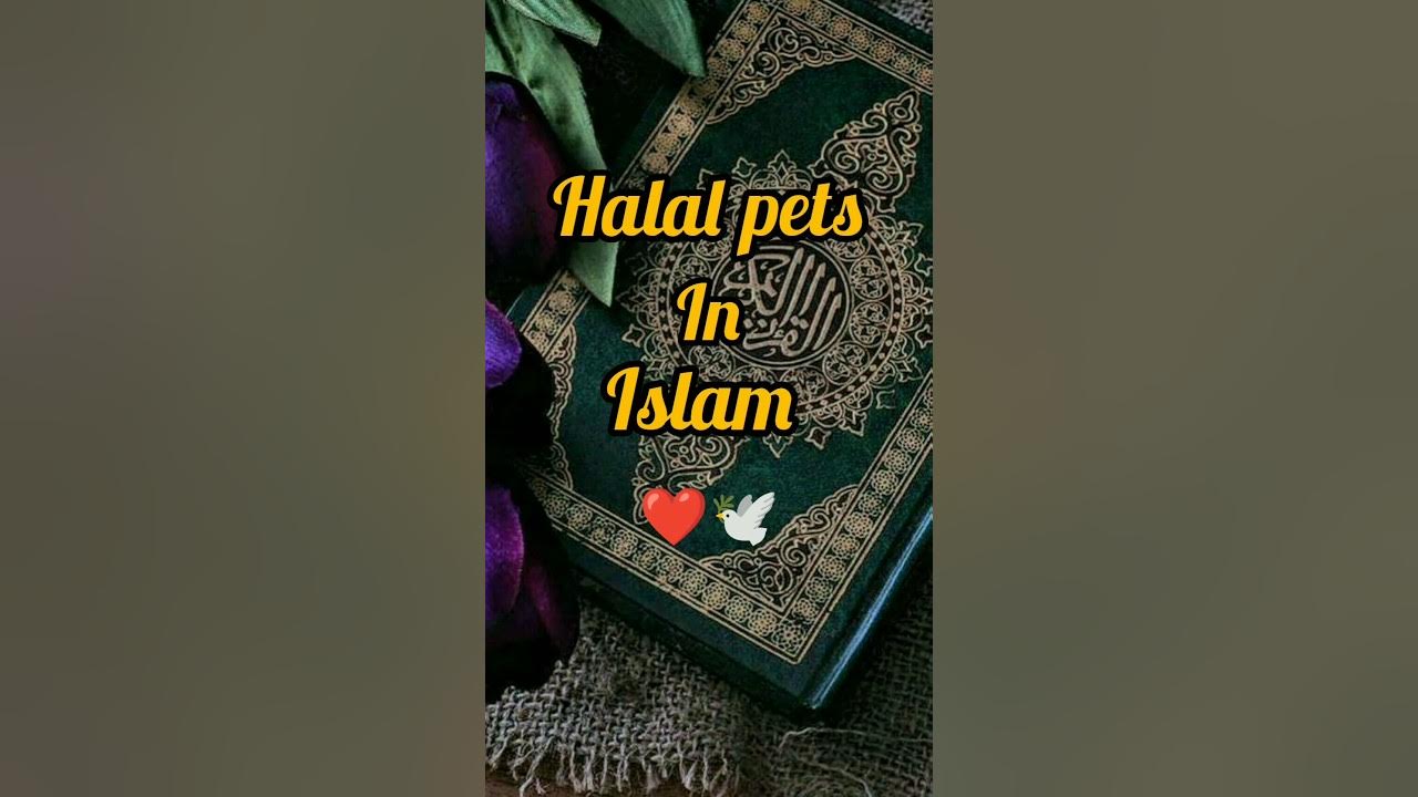 The Halal pets of Islam ☺️🕊️islamshorts viralshorts short YouTube