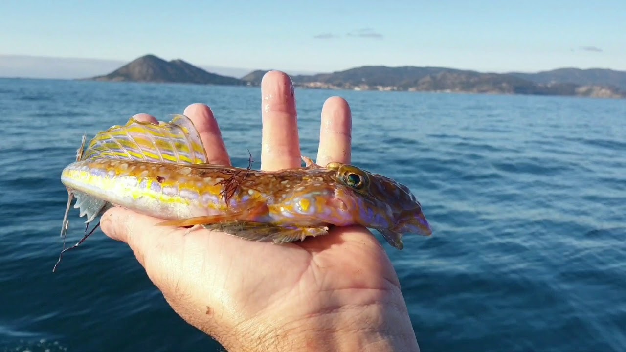 Pesca sostible e diversidade en Galicia. Coidar do mar entre toodos.