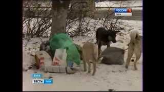 Бесполезная служба отлова в Туле, или 5,5 млн псам под хвост