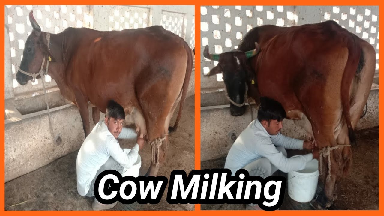 गाय का दूध कैसे निकाले Cow Milking gay ka dudh kaise badhaye