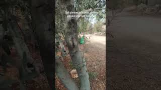 Zeytin Ağacında Çizik Yöntemi Ile Boşalan Gövdeler Yeniden Yeşeriyor Ve Canlanıyor
