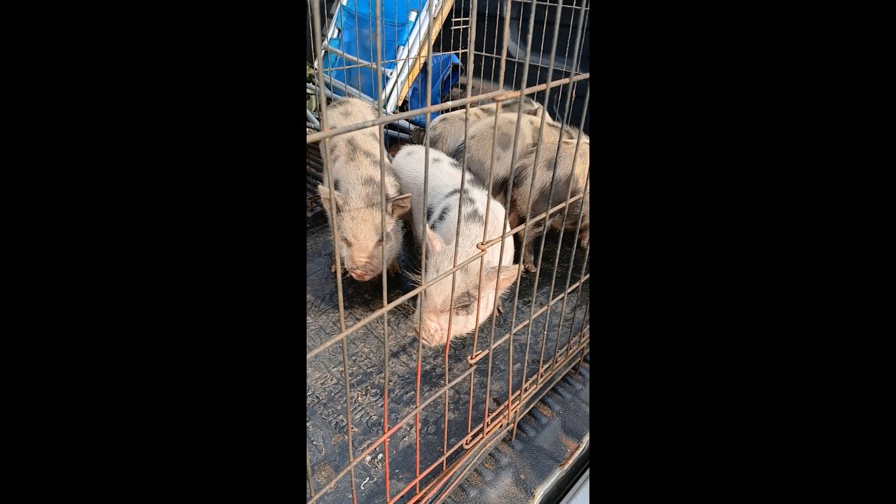 Homer GA Animal Sale. What Did I Buy?