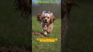 American Cocker Spaniel: A Playful Companion #shorts  #facts #animals #dogs  #animalfacts #dogfacts