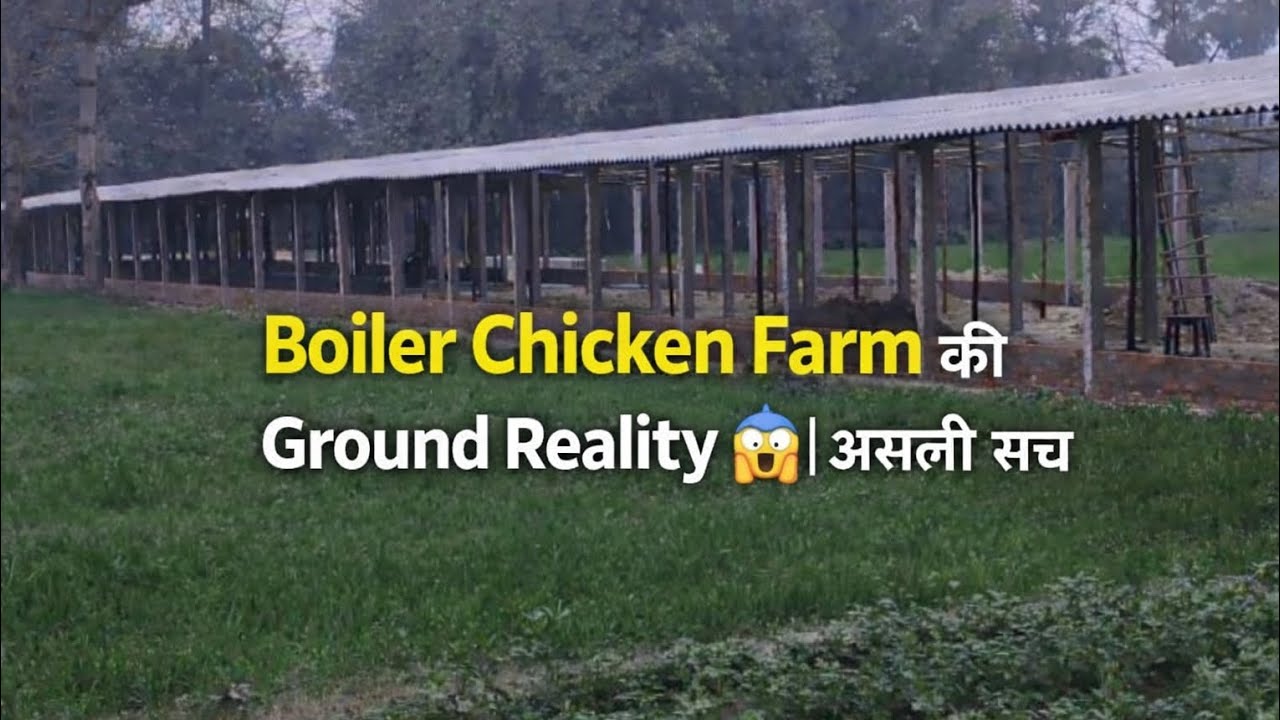 Boiler Chicken Farm का Real Life Experience | Ground Reality | Hindi Vlog