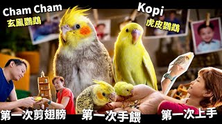 【From zero to 2 parrots】🐦 香港人從零開始 養兩隻馬來西亞鸚鵡BB #mangohk #birds 