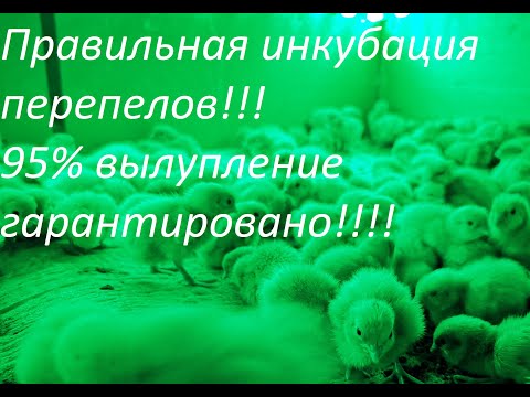 Правильная инкубация перепелов, 95 вылупление гарантировано!!!! Из 180 оплод яиц, 172 цыпленка!