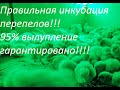 Правильная инкубация перепелов, 95% вылупление гарантировано!!!! Из 180 оплод яиц, 172 цыпленка!