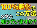 【卵掃除】採卵したメダカの卵を100%孵化させる方法【孵化マスターへの道】