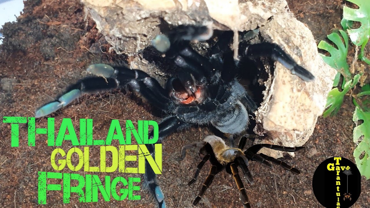 Thailand Golden Fringe (Ornithoctonus aureotibialis) #rehouse