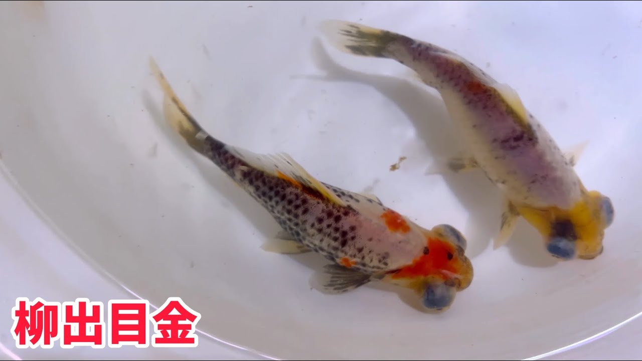 柳出目金シリーズです！ - YouTube