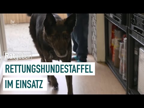 Video: Ist es in Ordnung, den Namen meines Rettungshundes zu ändern?