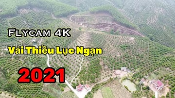 Flycam 4k Vải Thiều Lục Ngạn 2021 KHÁM PHÁ  DTV