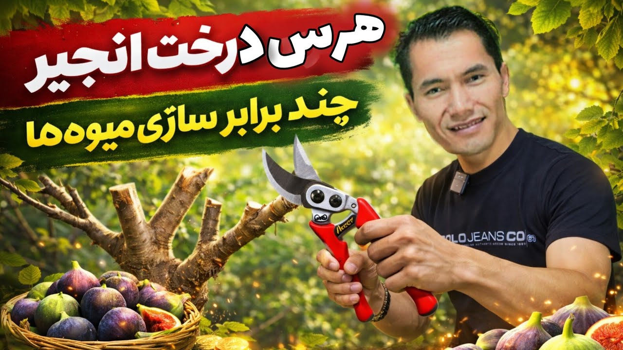 شاخه‌بری درخت انجیر | روشی که میوه‌ها را چند برابر می‌کند