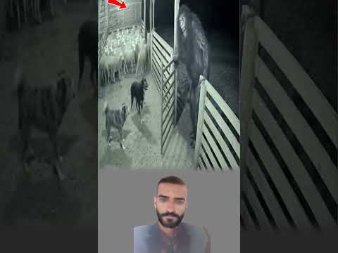 الكلبان عند البوابة يزمجران لكن هما لا يجرؤان على النظر إلى ما يتسل ل بين الظلال