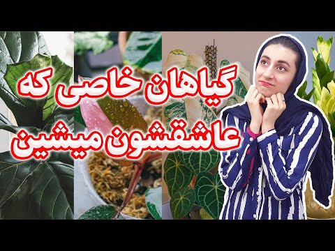 تصویری: گیاهان شاخ و برگ نقره برای باغ شما