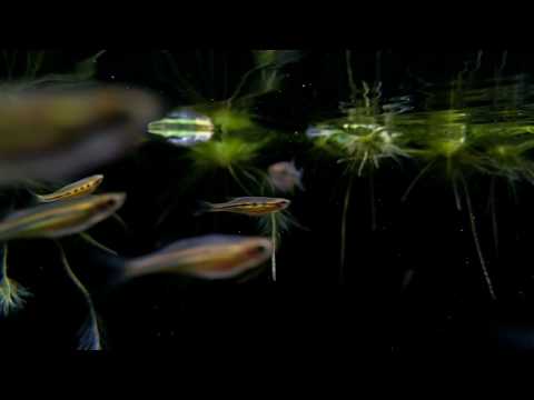 Laubuka dadiburjori (wild) bij Aquarium Speciaalzaak Utaka