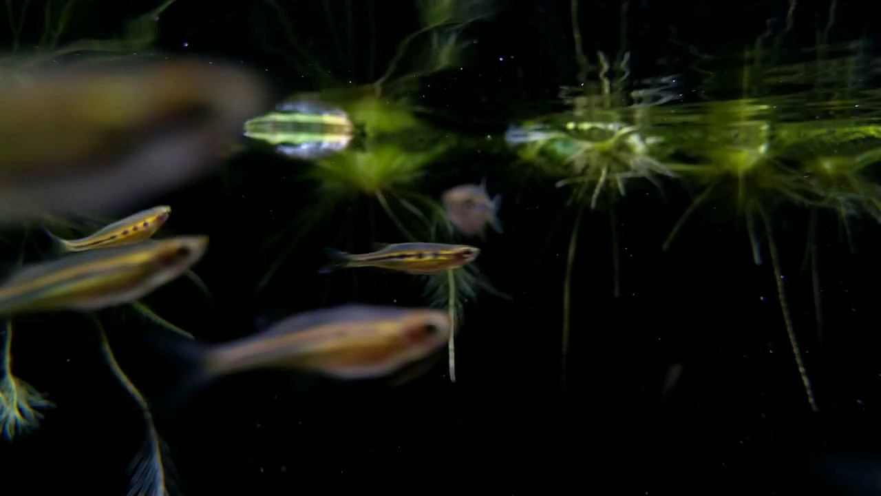 Laubuka dadiburjori (wild) bij Aquarium Speciaalzaak Utaka