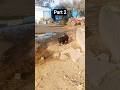 part 2 Rubi aur Jora #dog #cute