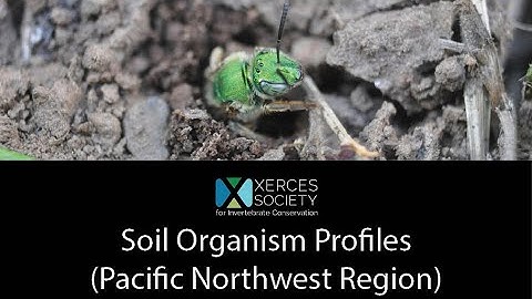 Farming with Soil Life Module 3.3 (Pacific Northwest Region): Soil Organism Profiles