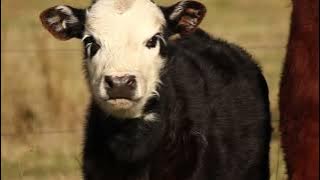 Suara Sapi moo | Sound effect cows moo | Video Hewan Binatang Ternak sapi untuk anak anak