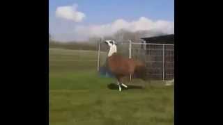 llama DMX style