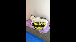 I FELL GOOD - Ngeprank Kucing by My Kitty Diary 329 views 6 months ago 1 minute, 16 seconds