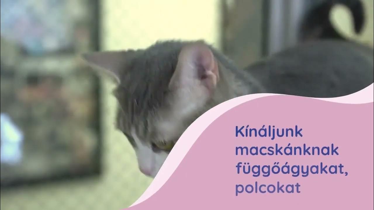 Függöny és macska - Tényleg összeférhetetlenek? - YouTube