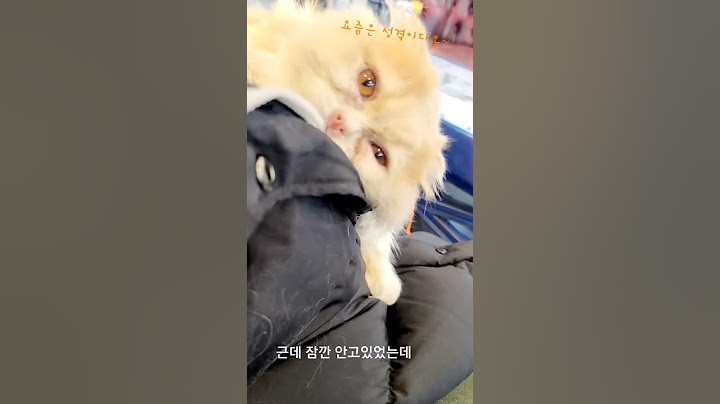 고양이가 좋아하는것은? |스코티쉬폴드고양이  털빠짐 실사
