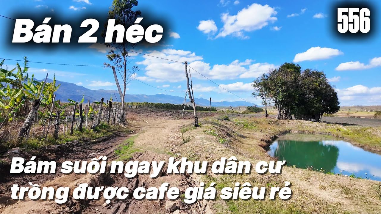 Bán 2 héc bám suối ngay khu dân cư trồng được cafe giá siêu rẻ