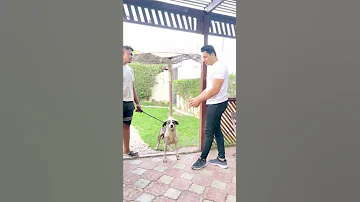 لما حد يعمل ناصح ويقولي انا جبت كلب جامد 