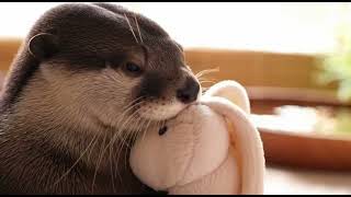 Cute Sea Otter hugging a toy bunny