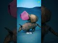WHAT OCCURS WHEN AN ARMADILLO IS SHOT #shorts