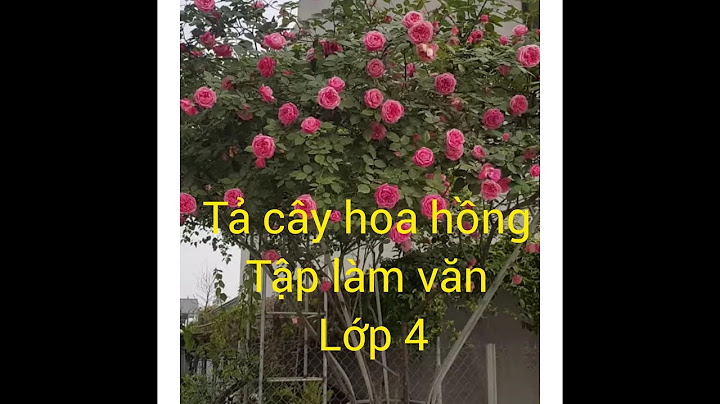 Bài văn miêu tả cây hoa hồng lớp 4