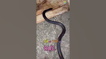 🔍 Cận Cảnh Rắn Hổ Hành – “Sát Thủ Diệt Rắn Độc” Vô Hại Với Con Người! 🐍💥