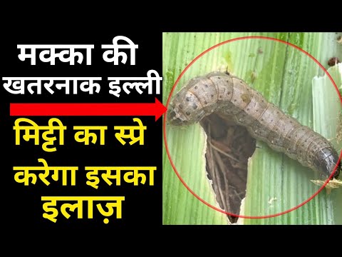 How to control fall army worm in Maize | CVR Soil Technique | CVR Method