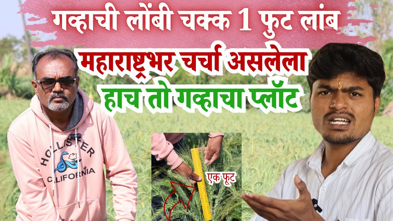 शेतकऱ्याचा अनोखा विक्रम 😱गव्हाची लोंबी 1 फुट लांब 😱 शेतकऱ्यांची अवश्य पहा shetkari agro 