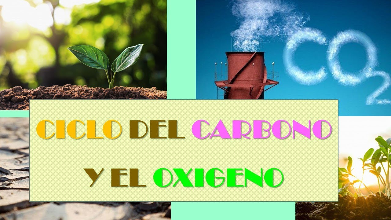 CICLO DEL CARBONO Y EL OXIGENO - YouTube