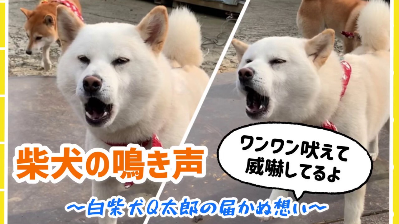 白柴犬の鳴き声 ᴥ ｑ太郎がワンワン吠えています 頑張って威嚇しているのに届かぬ想い Youtube