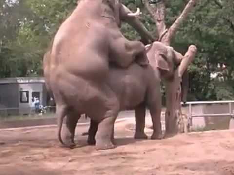 Angaralı Çılğın Filler