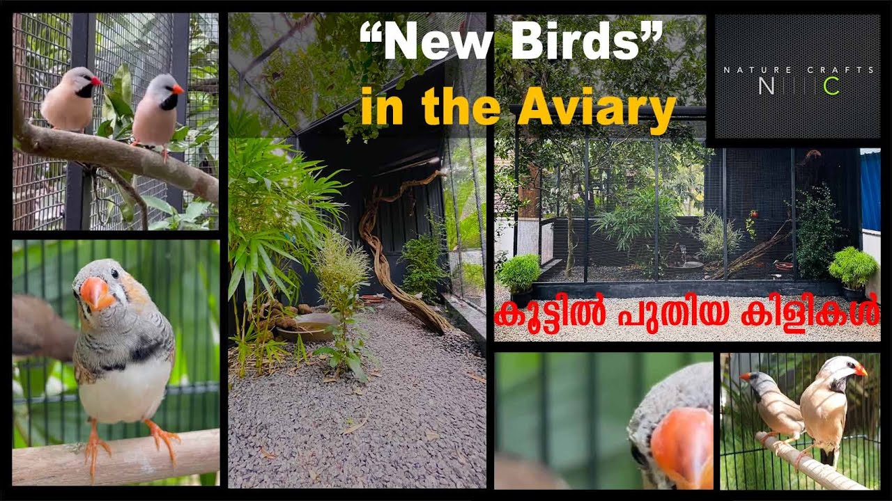 Выпуск новых птиц I Звуки птиц I Вольер I Зяблики I Длиннохвостые зяблики.