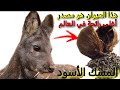 من أين يستخرج المسك؟
