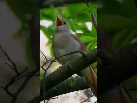 تغريد طائر الخضري صوت عصفور الخضري 