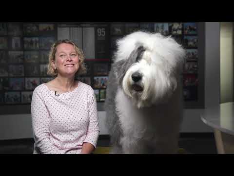 O is for Old English Sheepdog