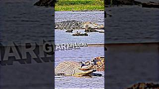 Black Caiman Vs All Crocodilians #Crocodile #Blackcaiman #Animals #Nature #Trending #Shorts #Trend