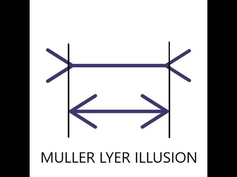 Muller Lyer Illusion Experiment