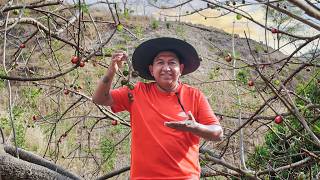 ¿Quién subió al árbol a cortar CIRUELAS? Así se cosechan en el PUEBLO.