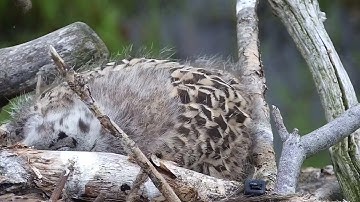 GBBG chick Gabby (1st hatched) resting right at the edge of the platform.